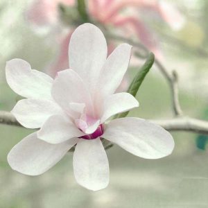 August 2025 New Release